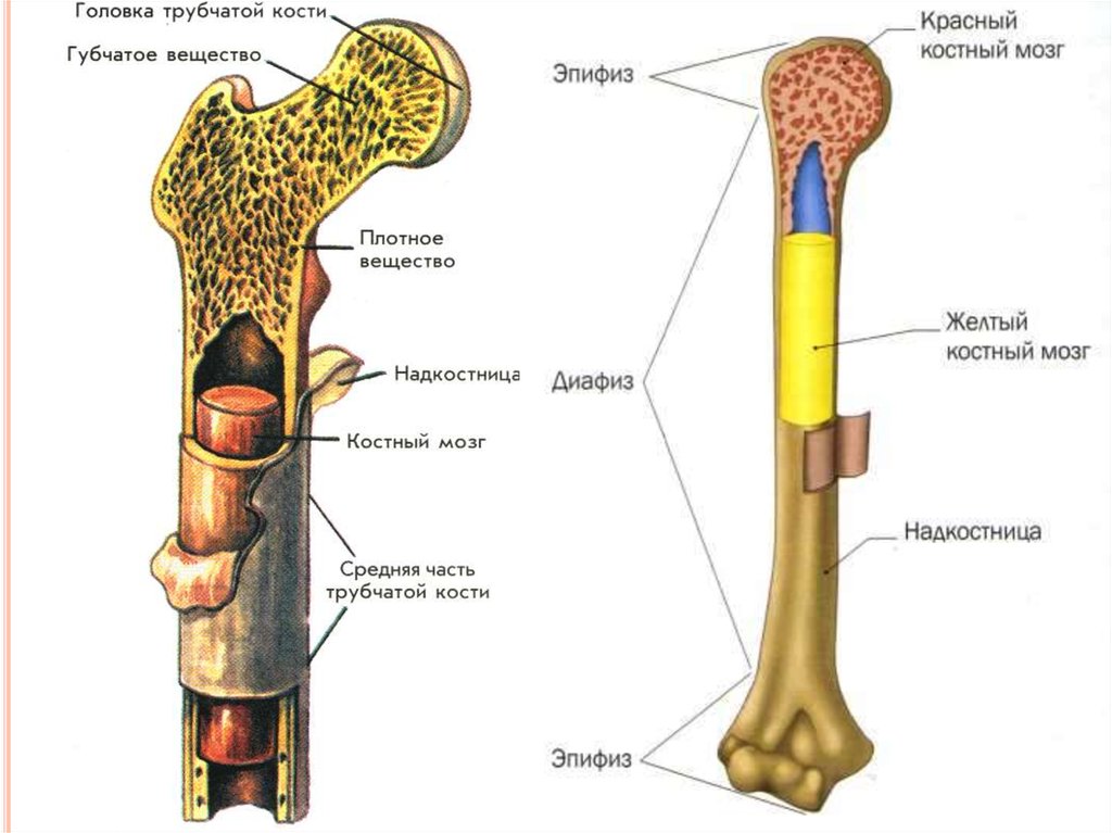Назовите элементы строения кости обозначенные на рисунке цифрами 1 и 2 укажите особенности их