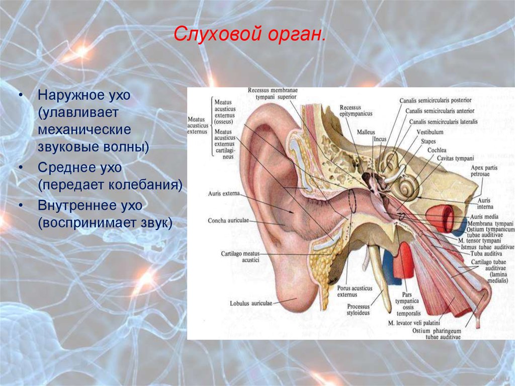 Строение слухового органа человека. Строение среднего уха человека анатомия. Строение внутреннего уха орган слуха. Строение слухового анализатора латынь. Слуховой аппарат строение анатомия.