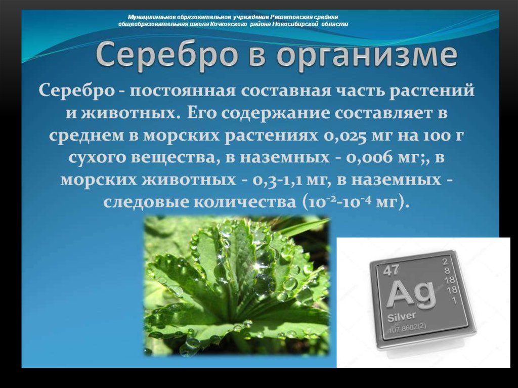 Значение серебра для живых организмов. Избыток серебра в организме человека. Роль серебра в организме. Функции серебра в организме человека. Опасность серебра для человека.