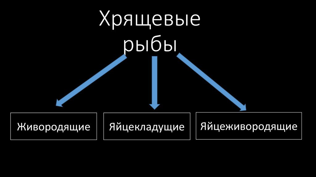 Хрящевые рыбы