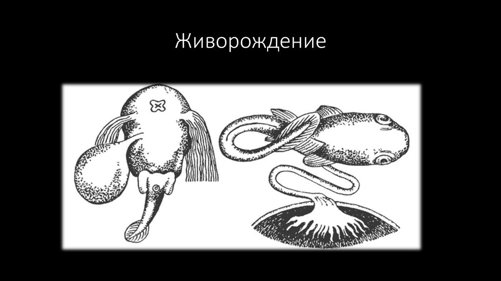 Живорождение