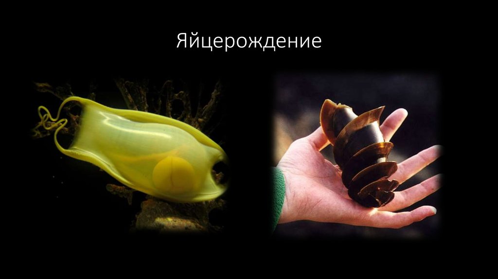 Яйцерождение