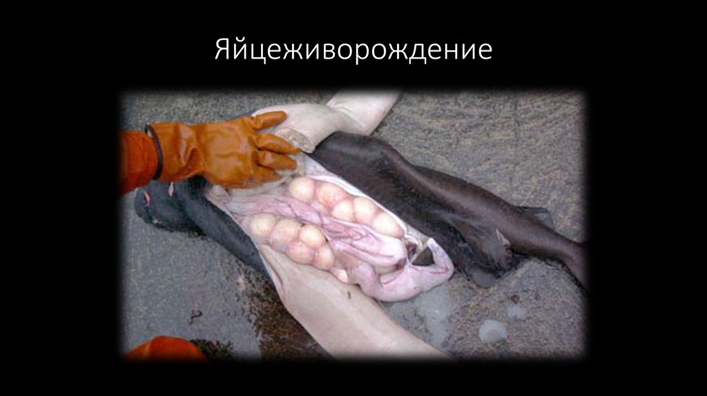 Яйцеживорождение