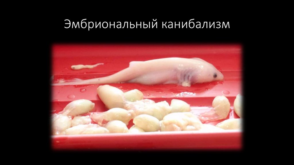 Эмбриональный канибализм