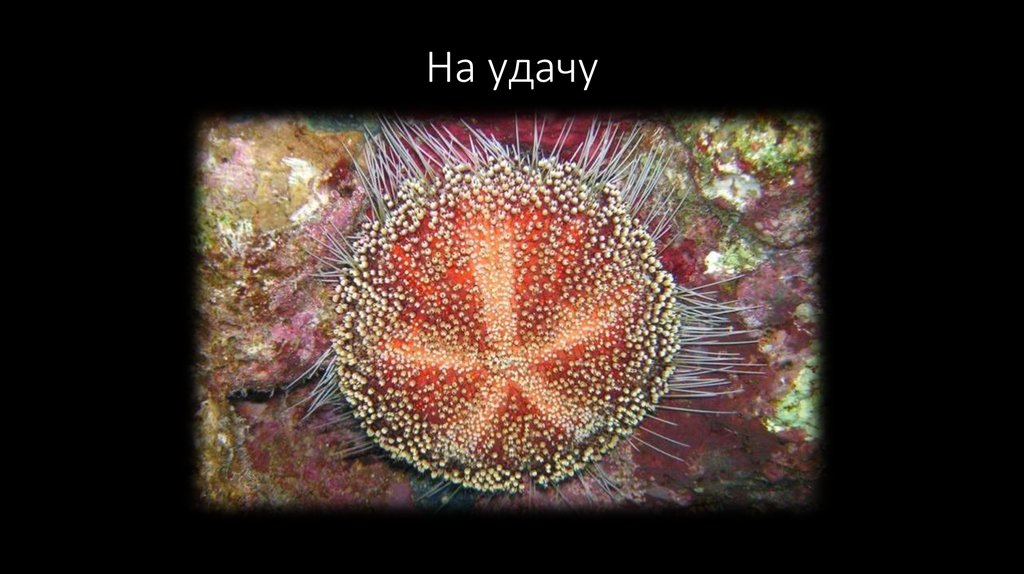 На удачу