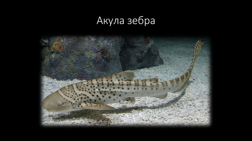 Акула зебра