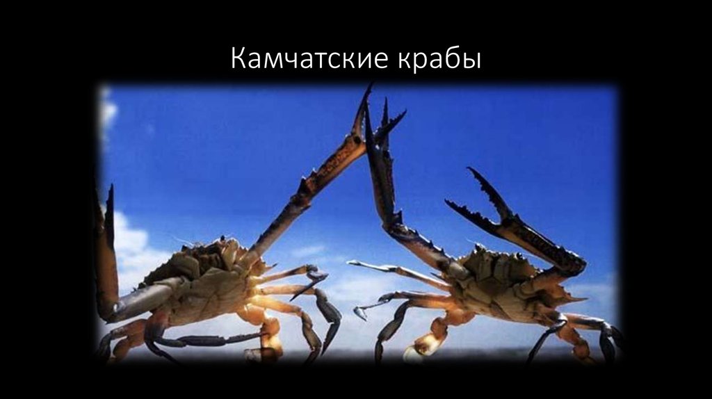 Камчатские крабы