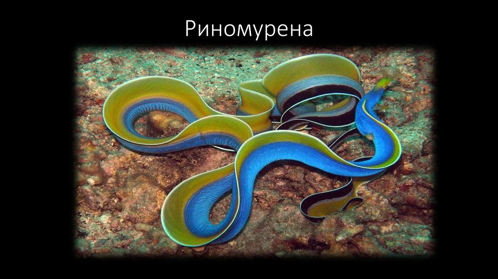 Риномурена