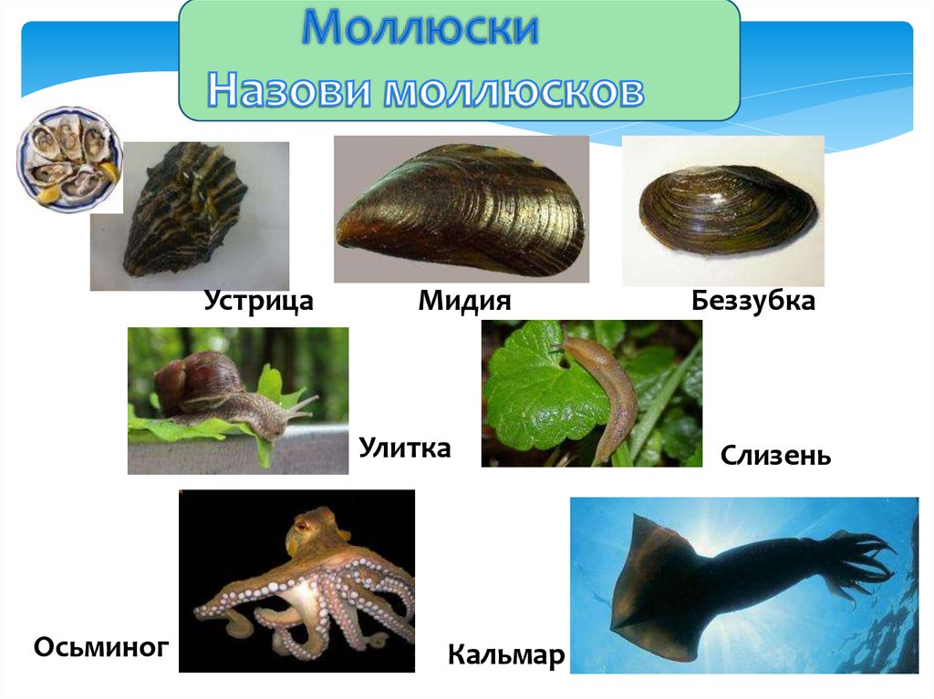 Три примера животных относящихся к моллюскам. Моллюски. Моллюски представители. Представители класса моллюски. Тип моллюски классификация.
