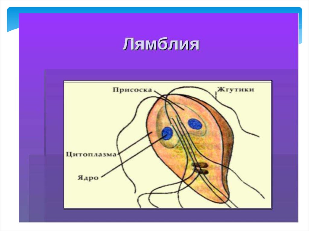 Лямблии. Лямблия кишечная строение. Многожгутиковая лямблия. Строение лямблии ядро. Лямблия рисунок.