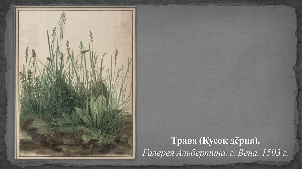 Трава (Кусок дёрна). Галерея Альбертина, г. Вена. 1503 г.
