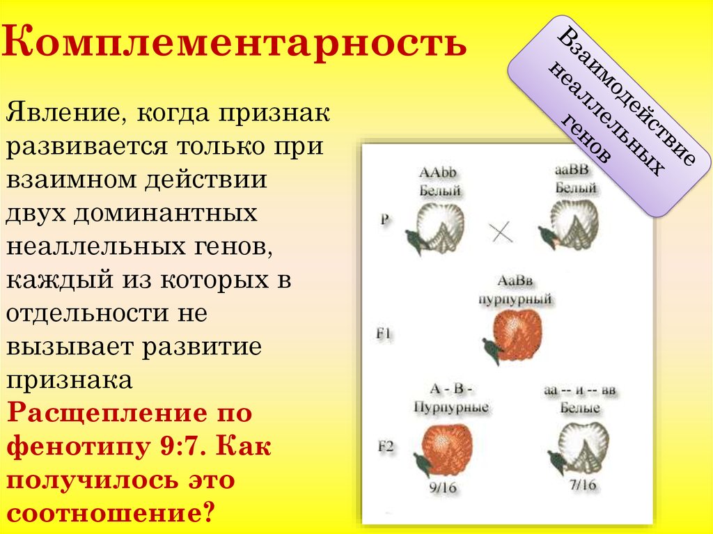 Неаллельные гены презентация