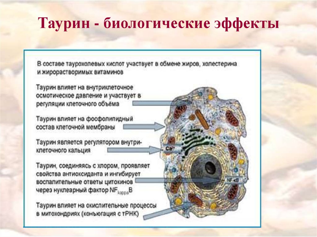 Как таурин влияет на организм