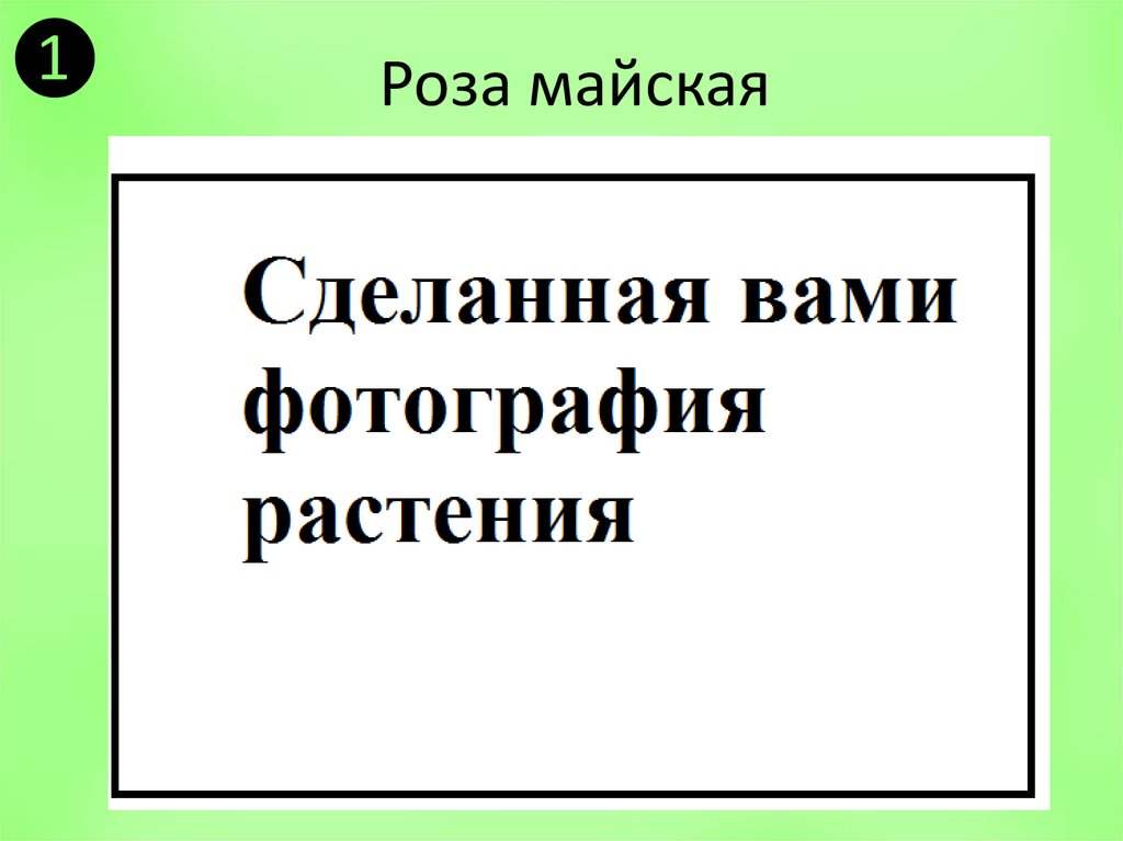 Роза майская