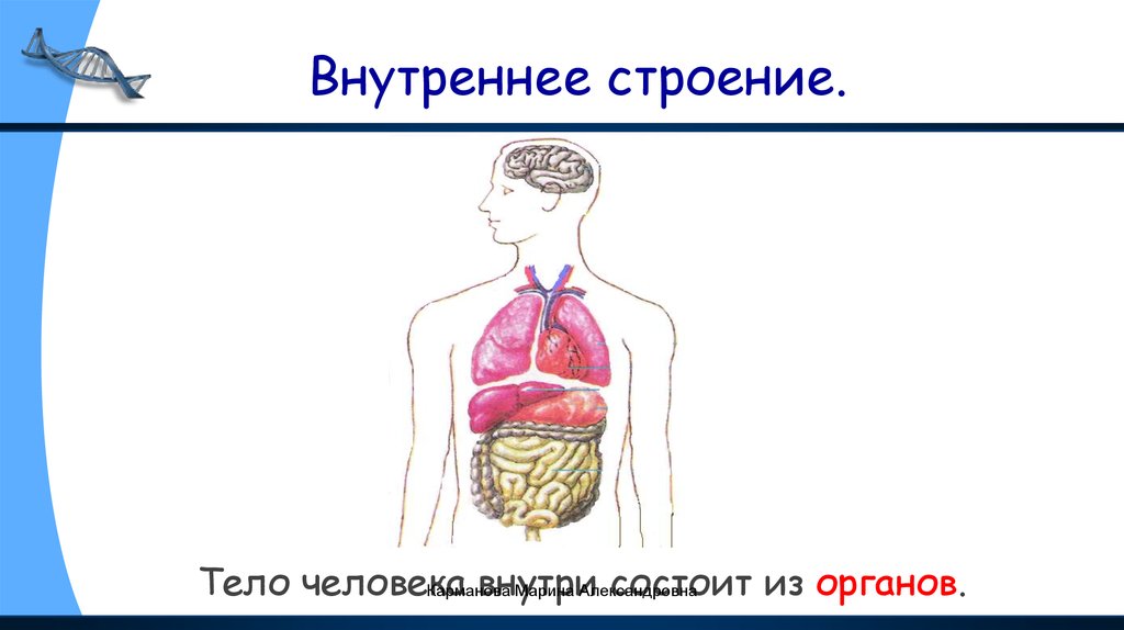 Окр мир 2 класс строение тела человека презентация