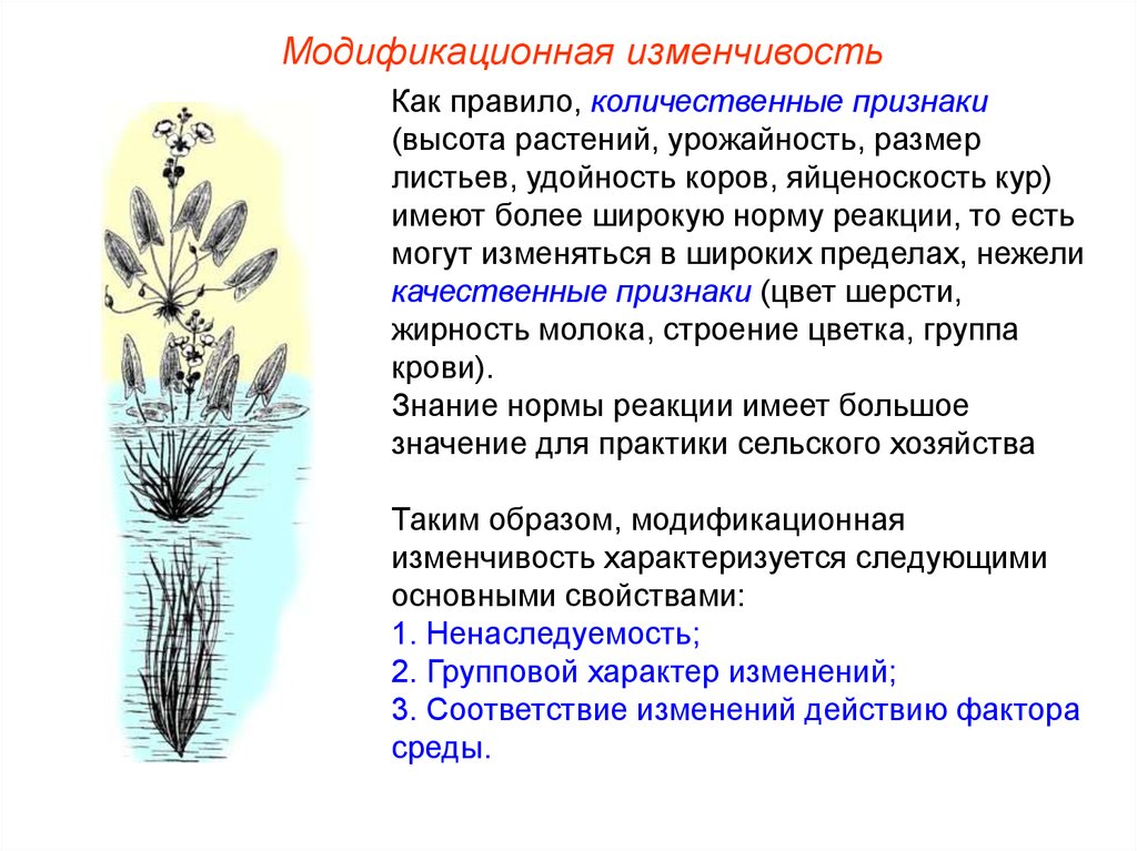 Модификационная изменчивость. Норма реакции модификационной изменчивости. Норма реакции модификационной изменчивости примеры. Норма реакции признака модификационная изменчивость. Модификационная изменчивость норма реакции широкая.