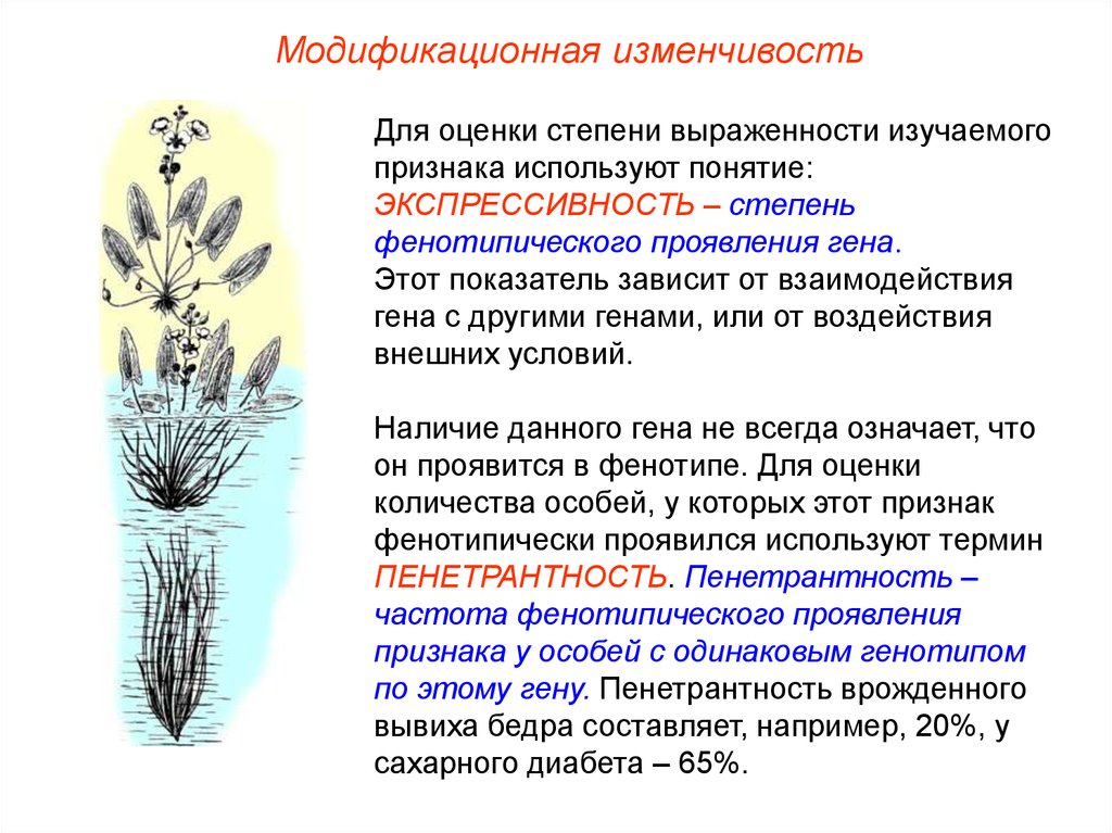 Презентация по биологии 10 класс модификационная изменчивость