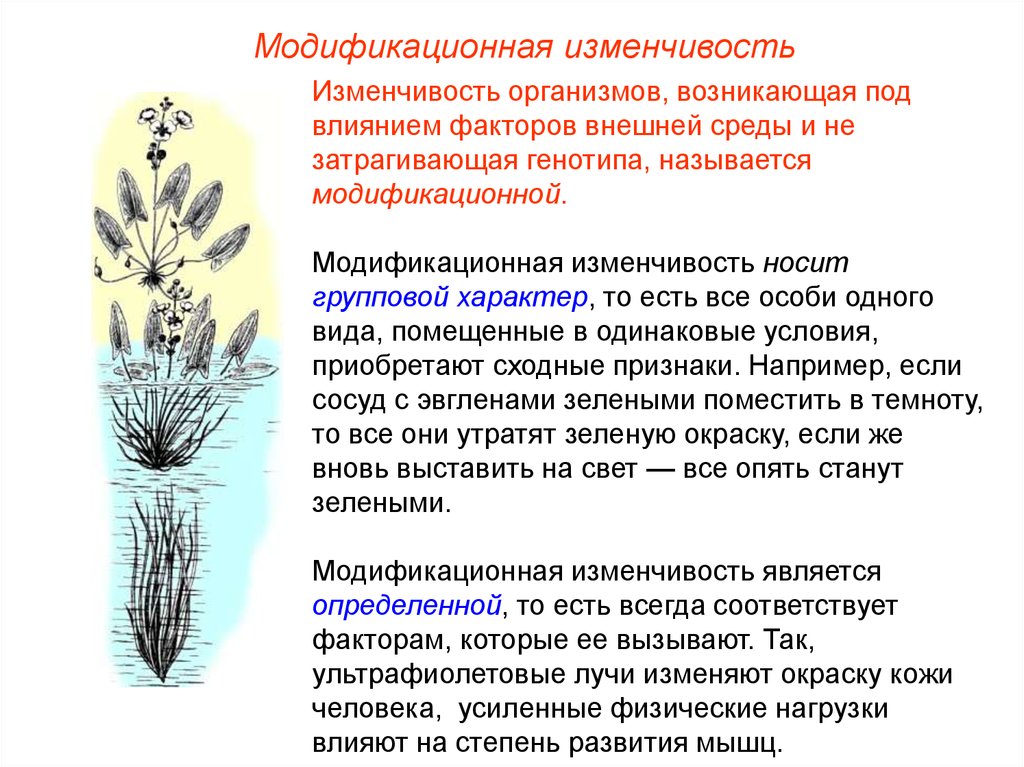 Модификационная изменчивость моего организма под действием диеты проект