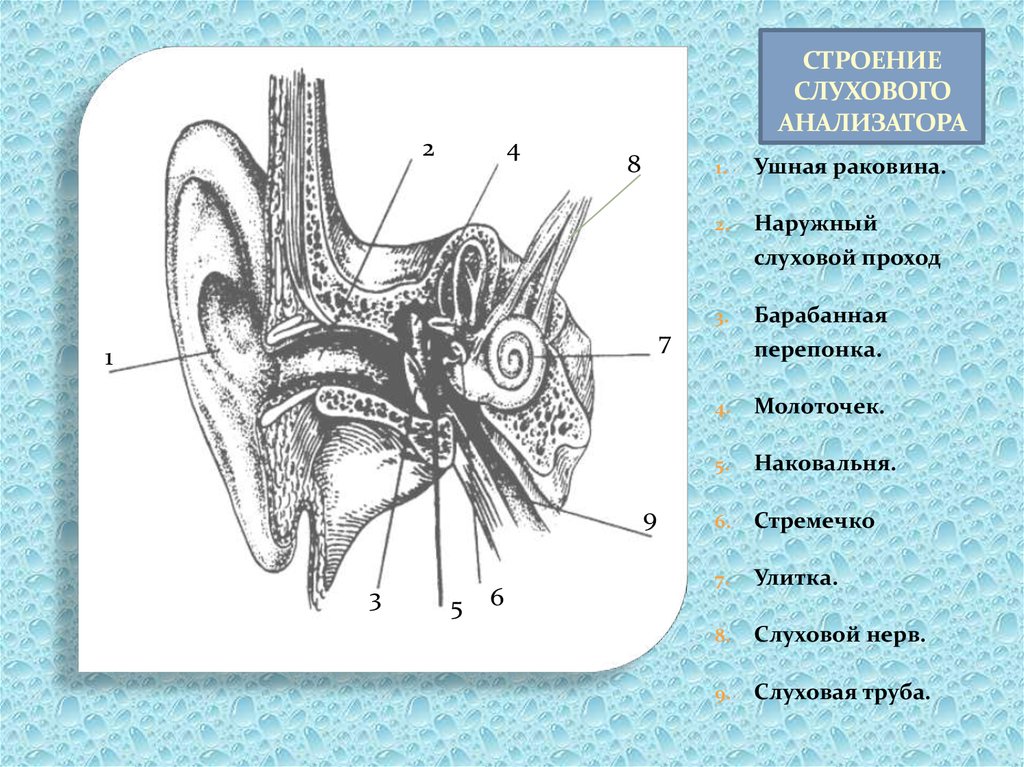 Схема строения уха