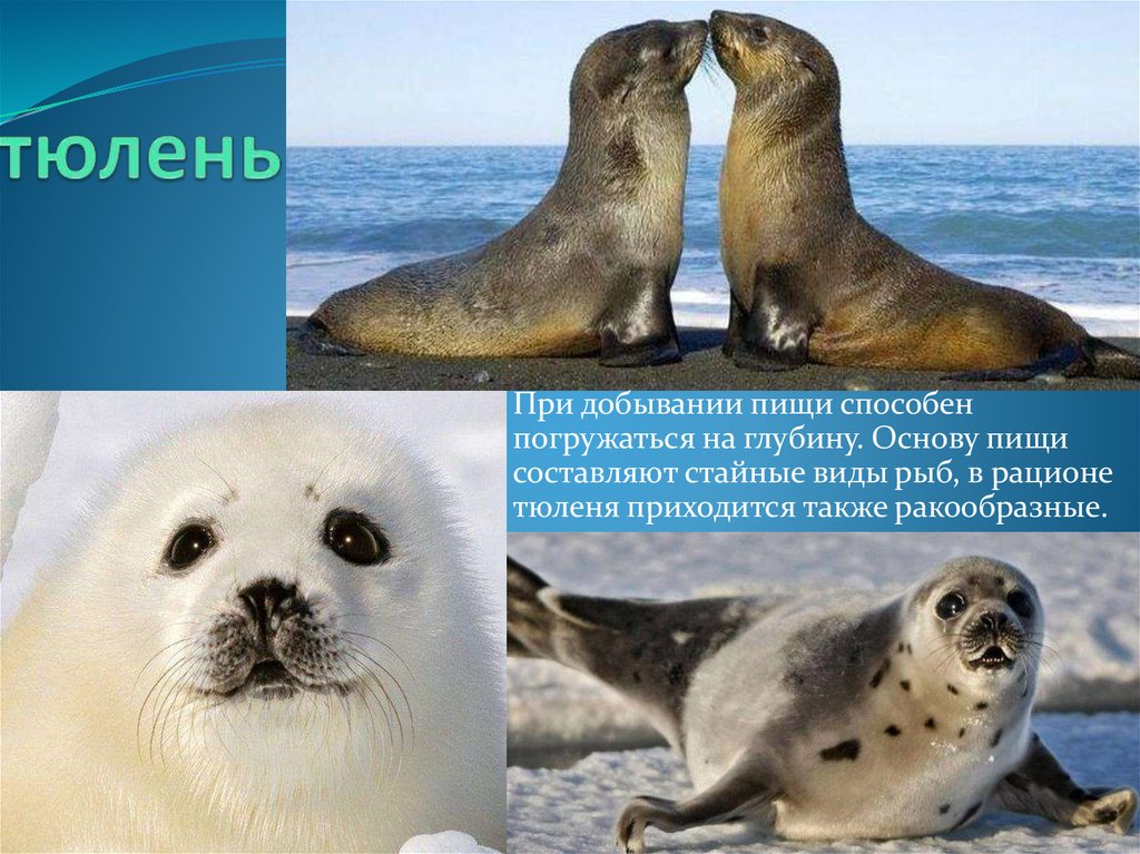 Сравните образ жизни тюленя и кита. Морские котики надпись. Тюлень и морской котик. Тюлень надпись. Виды тюленей.