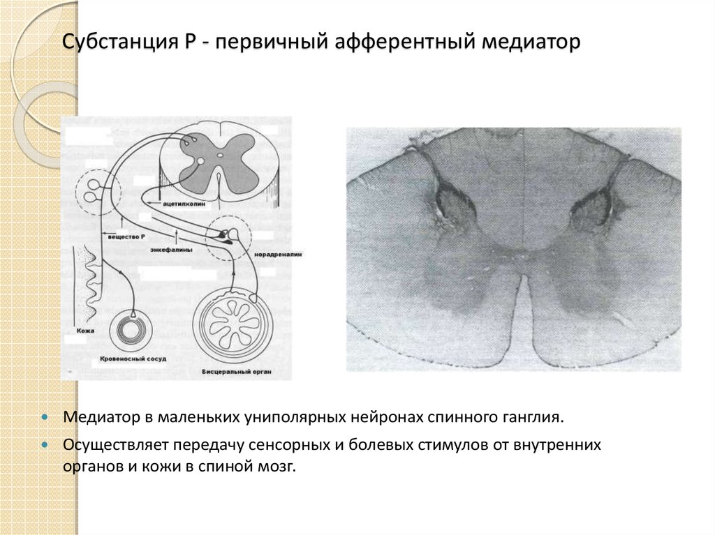 Субстанция это. Субстанция р. Субстанция p физиология. Субстанция р медиатор. Афферентный Нейрон спинального ганглия.