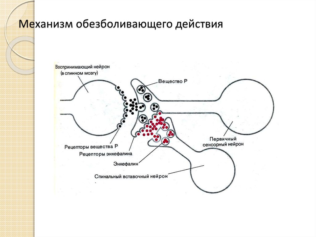 Местноанестезирующие механизм действия. Механизм действия болеутоляющих. Механизм обезболивающего действия. Механизм болеутоляющего действия. Механизм действия анестетиков.