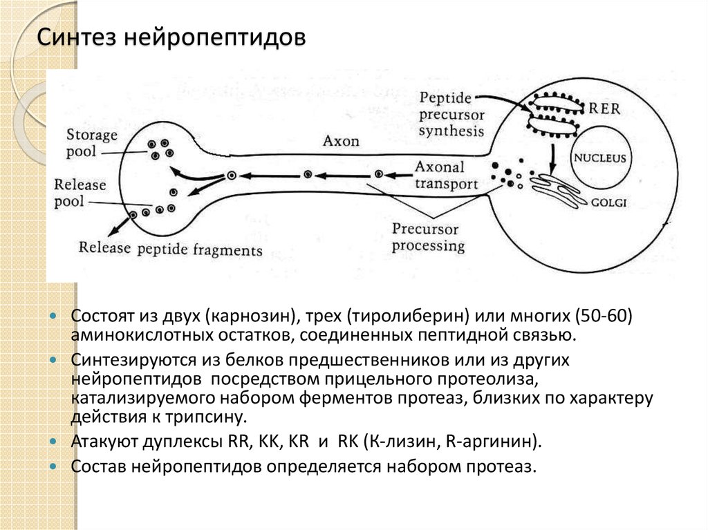 Регуляция поведения 8 класс презентация