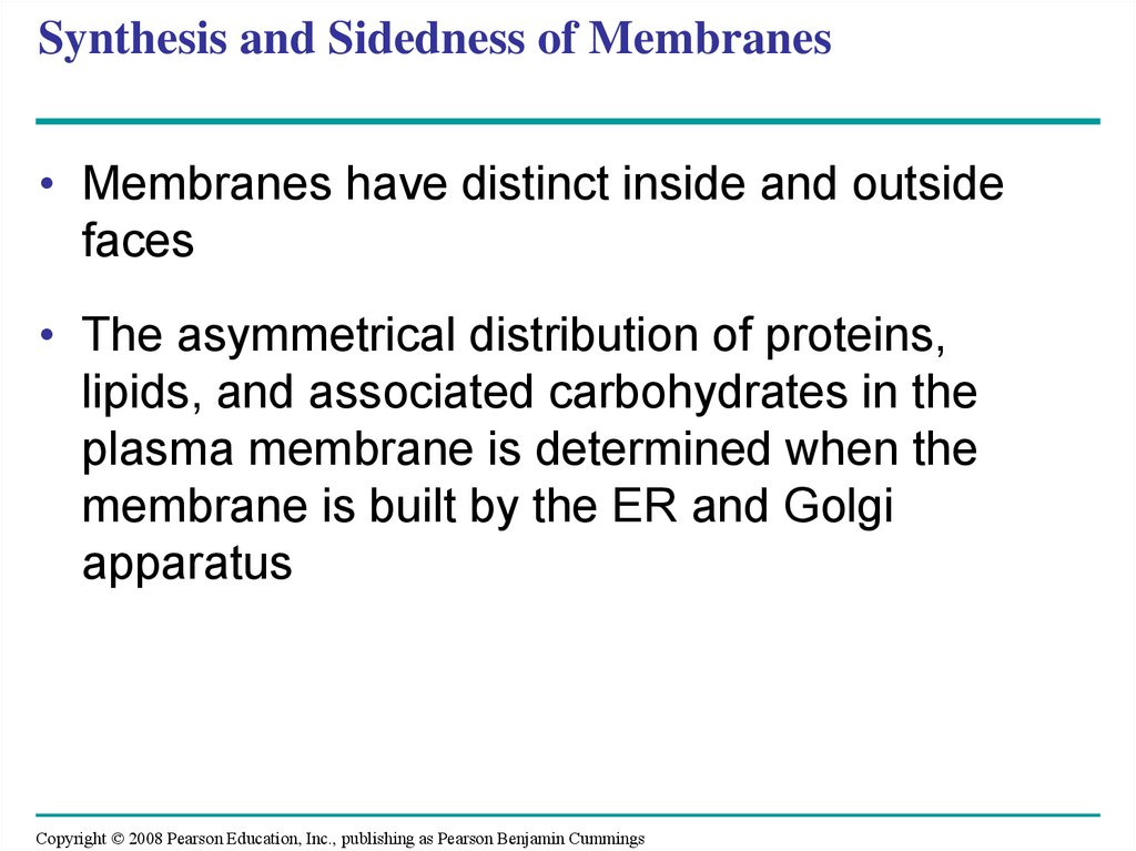 Synthesis and Sidedness of Membranes
