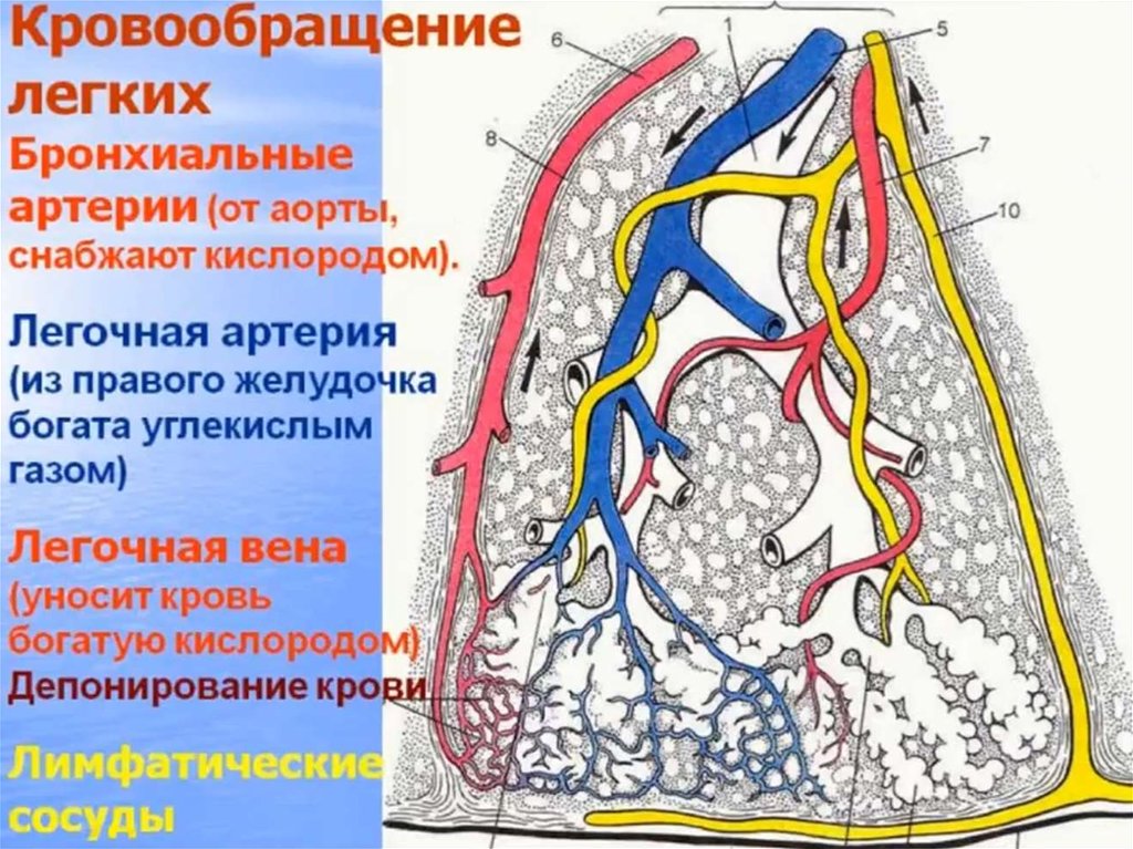 Легочное кровообращение характеристика