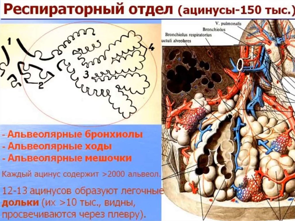 Схема строения ацинуса легкого