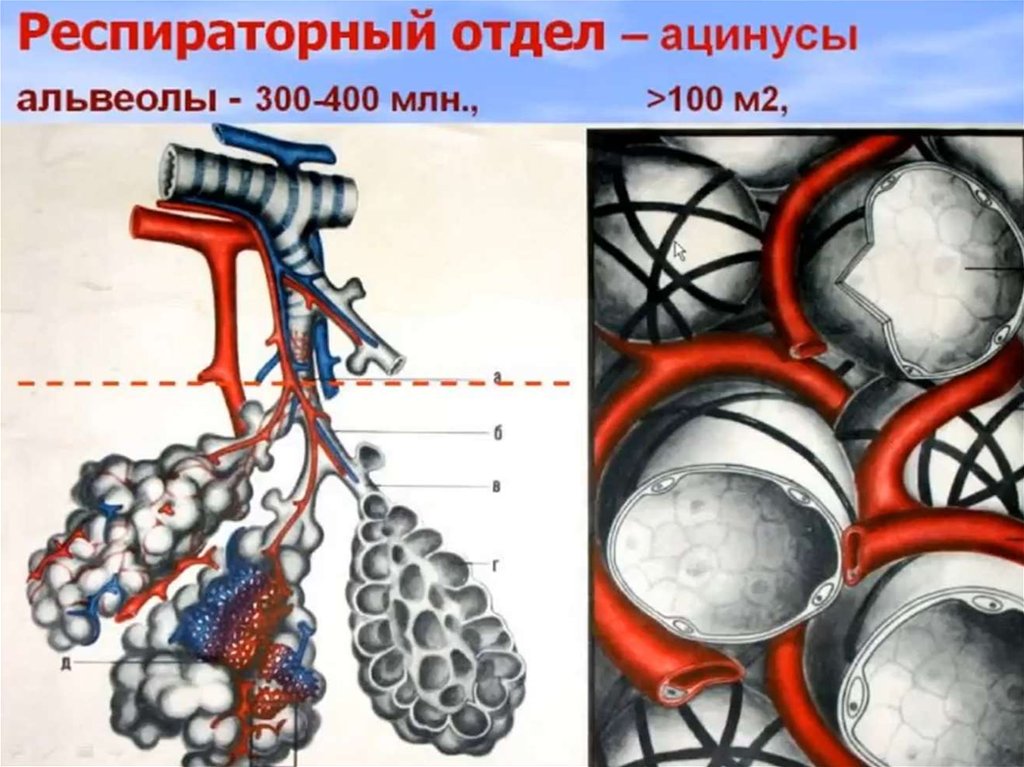 Альвеолы это. Строение дольки легкого ацинуса. Респираторный отдел дыхательной системы - ацинус. Респираторный отдел легких. Ацинус, его строение.. Ацинус в разрезе.