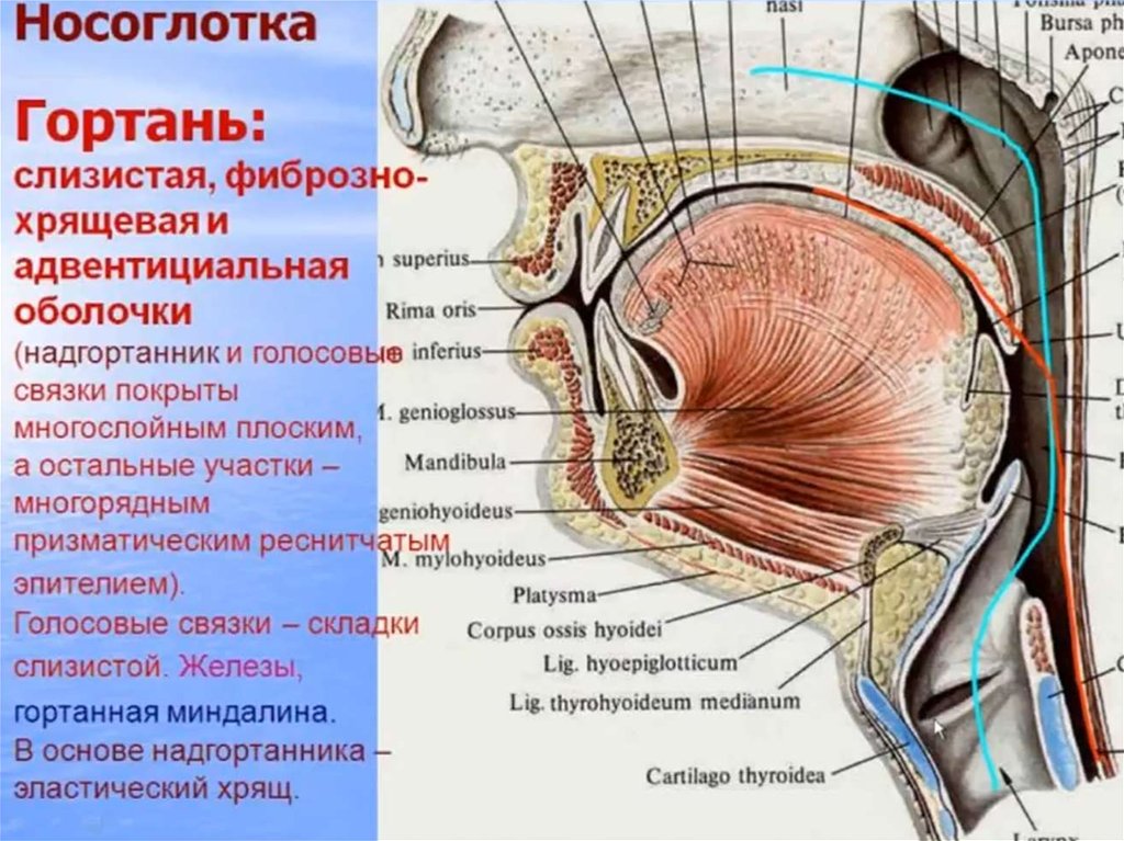 Стенки носоглотки. Слизистая оболочка гортани. Анатомия гортани слизистая. Строение слизистой оболочки гортани. Оболочки гортани анатомия.