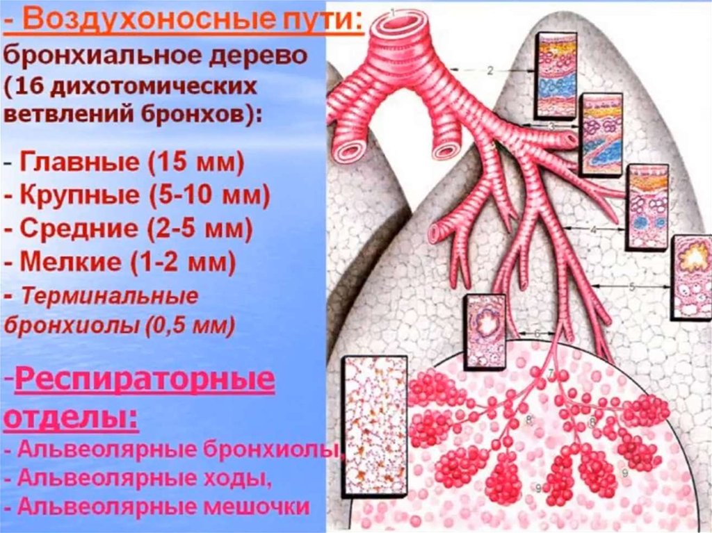 Презентация гистология дыхательной системы