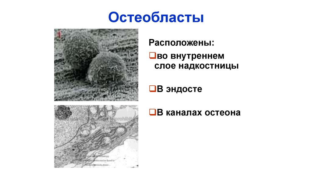 Схема строения остеобласта