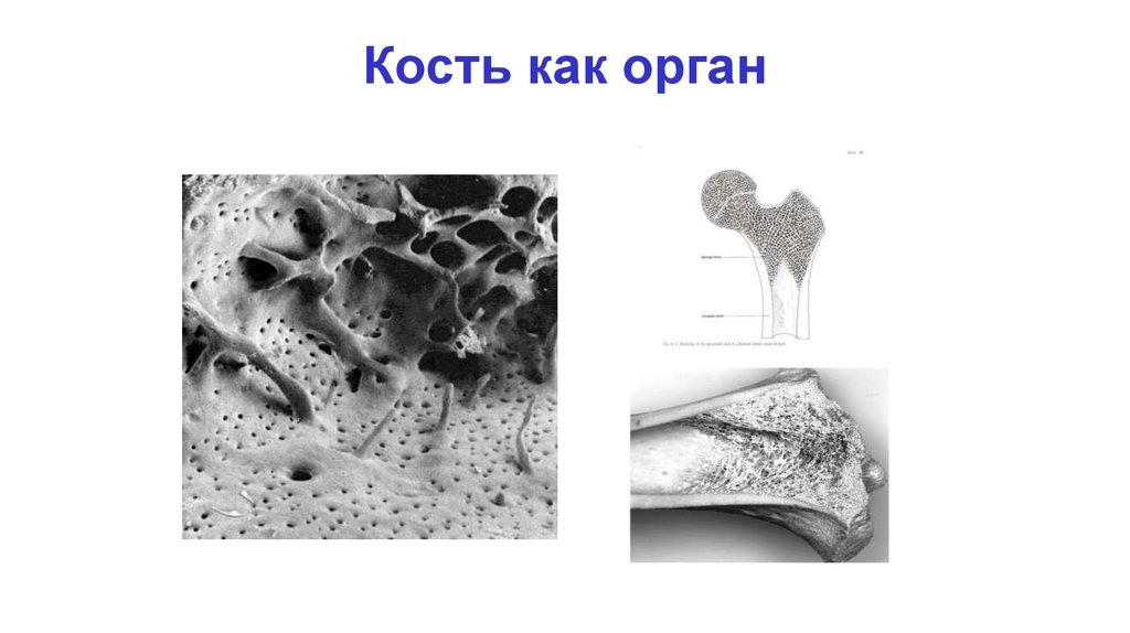 Кость как орган. 10. Кость как орган. Кость как орган черно белые. Кость как композитный материал.