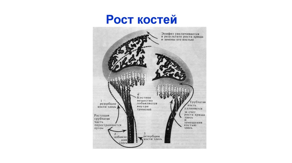 Закон вольфа кости рост. Интерстициальный и аппозиционный рост хряща. Рост костей. Рост хрящам апозиционный. Оппозиционный рост хряща.