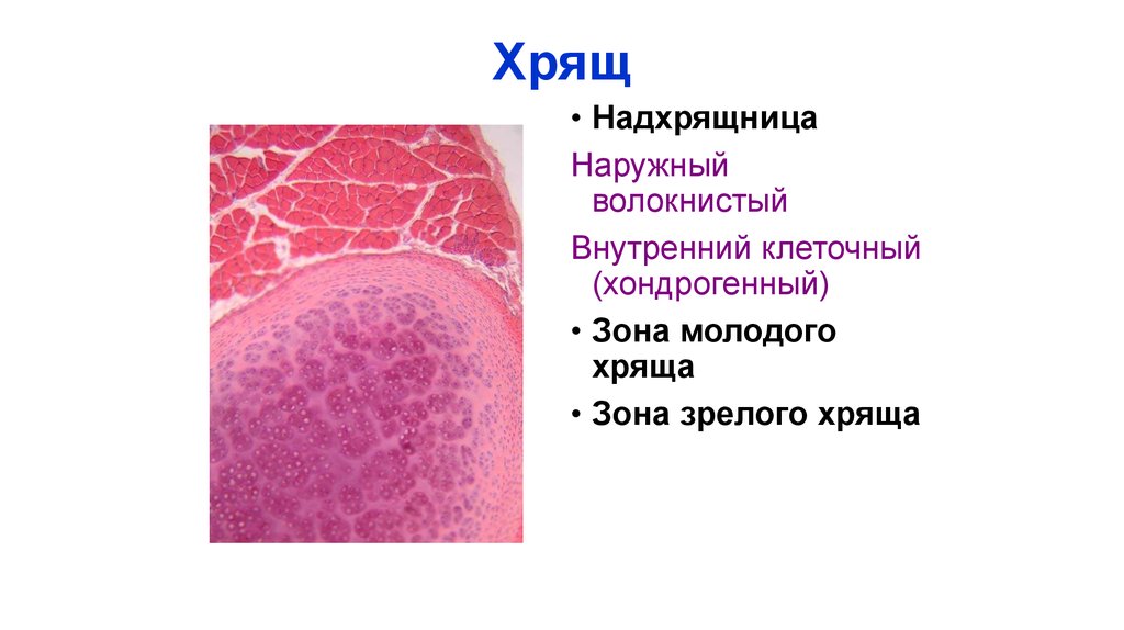 Хрящ. Строение надхрящницы гистология. Надхрящница строение и функции. Зона молодого хряща.