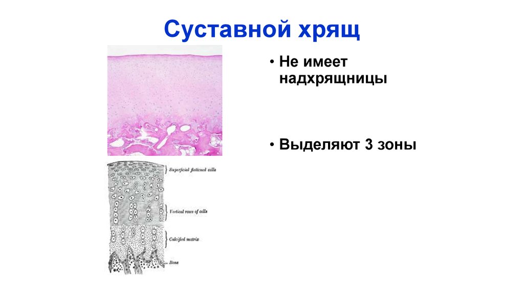 Суставной хрящ. Суставной гиалиновый хрящ. Ворсины суставного хряща. Поверхностная зона хряща. Строение 3 зоны суставного хряща.