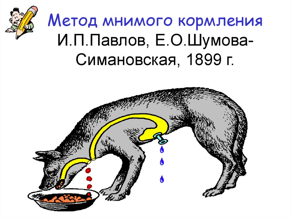 24 способа. Мнимое кормление Павлова. Опыт мнимого кормления и.п. Павлова. Физиология пищеварения Павлов. Опыт Павлова мнимое кормление.