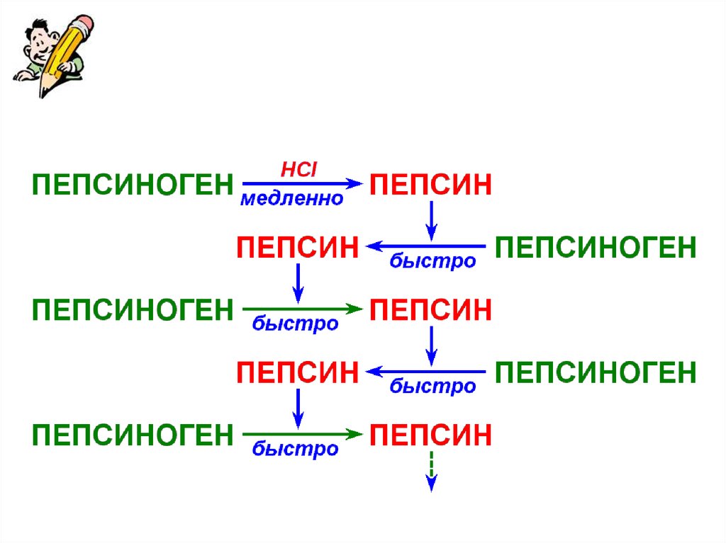 Схему активации пепсиногена