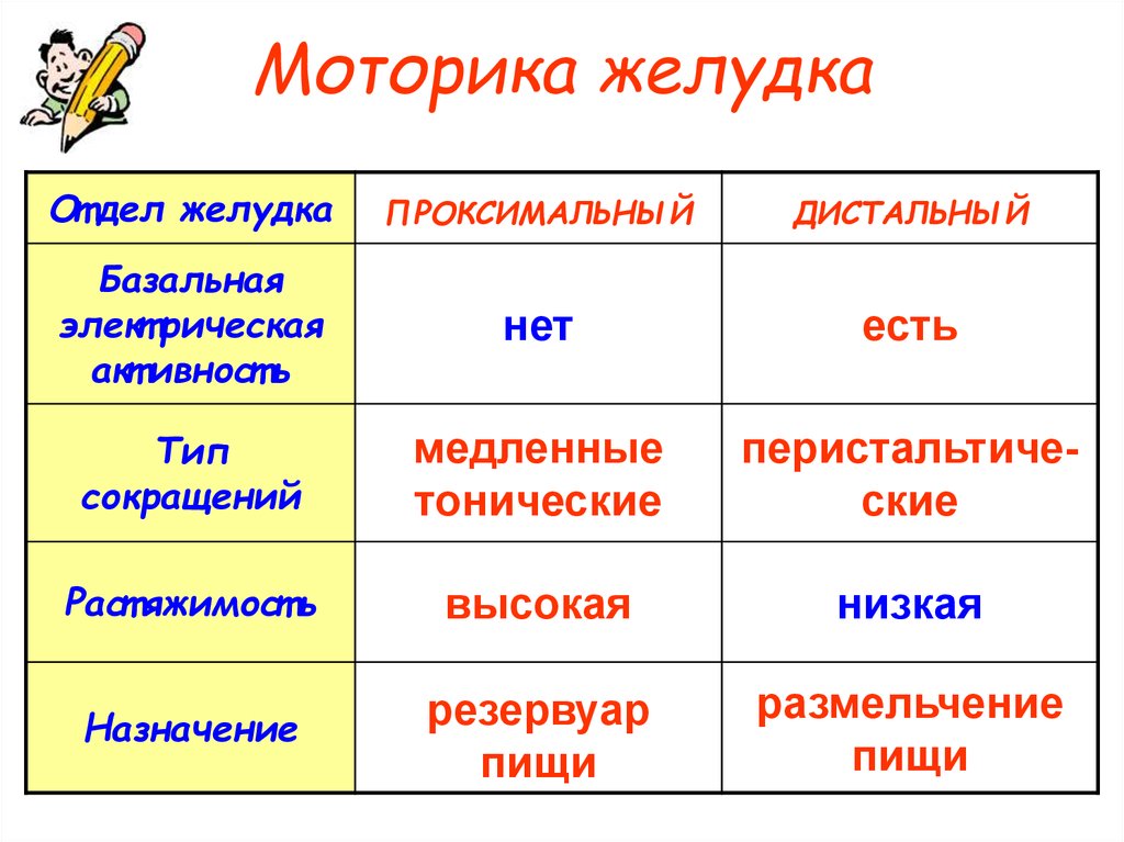 Моторика желудка