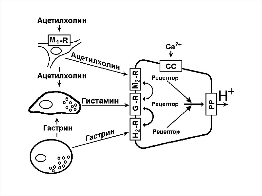 Образование соляной кислоты. Схема регуляции желудочной секреции соляной кислоты. Регуляция секреции соляной кислоты схема. Регуляция синтеза и секреции соляной кислоты. Регуляция секреции хлористоводородной кислоты.