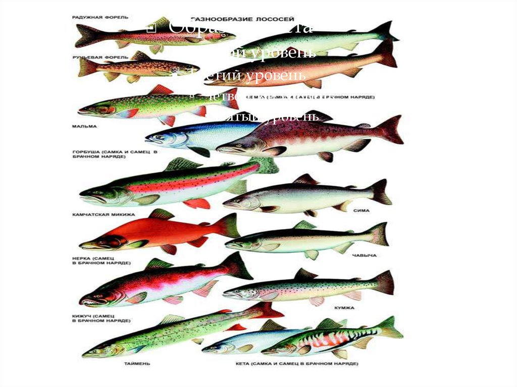 Красная рыба виды и названия. Рыбы лососевых пород. Лососевые рыбы названия. Красная рыба названия. Красная рыба лососевые.