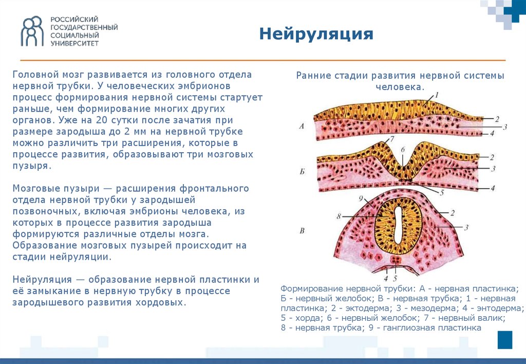 Развитие органов нервной системы. Нейруляция образование нервной трубки. Нейрула спинной мозг. Нейруляция гистология. Этапы образования нервной трубки.