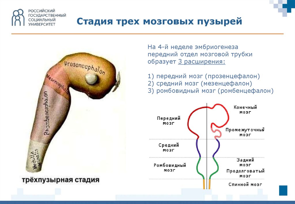 Схема развития головного мозга