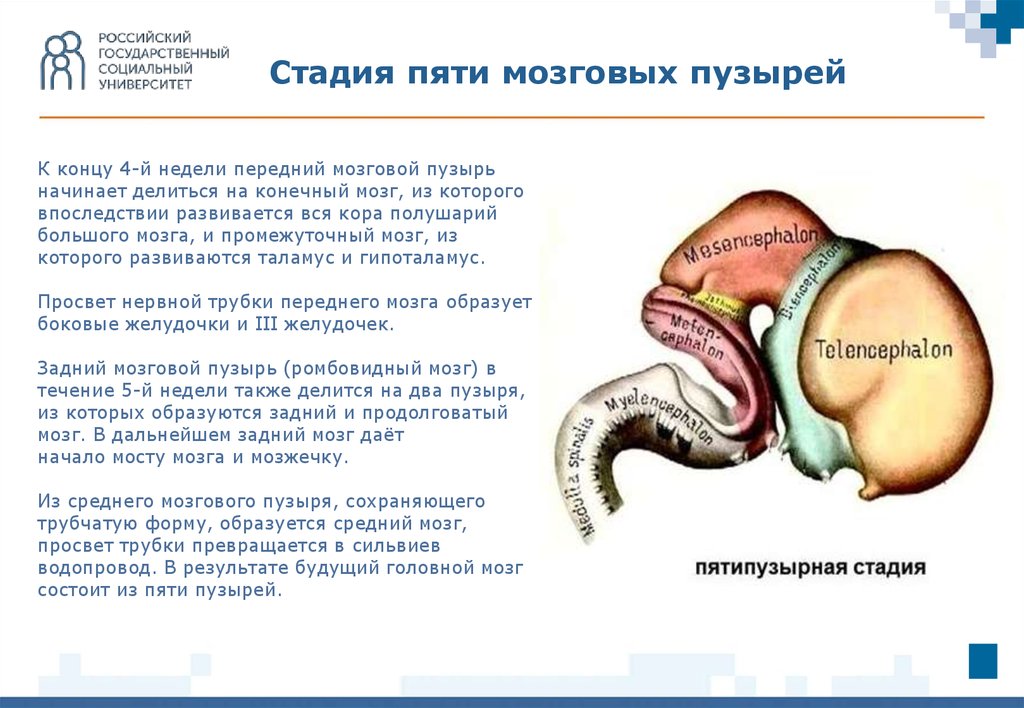 Стадии головного мозга. Задний мозг развивается из мозгового пузыря. Стадии трех и пяти мозговых пузырей. Производным переднего мозгового пузыря является. Стадии развития мозговых пузырей.