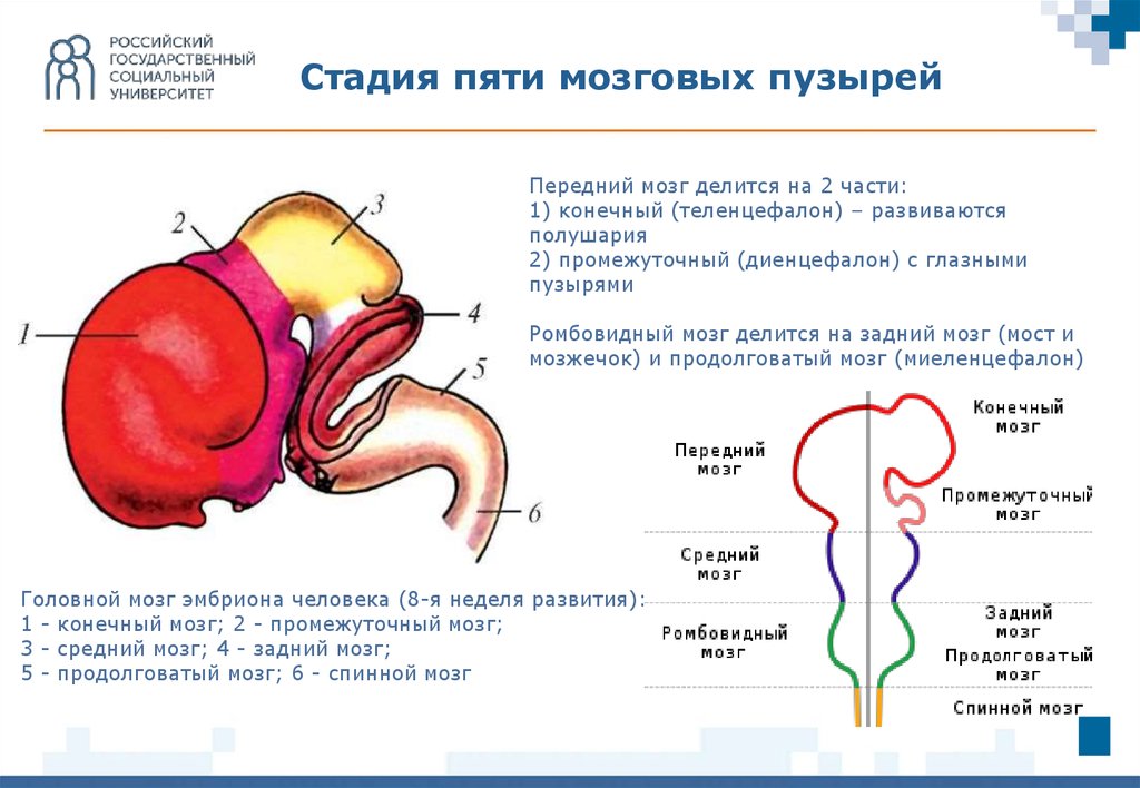 Эмбриогенез мозга человека