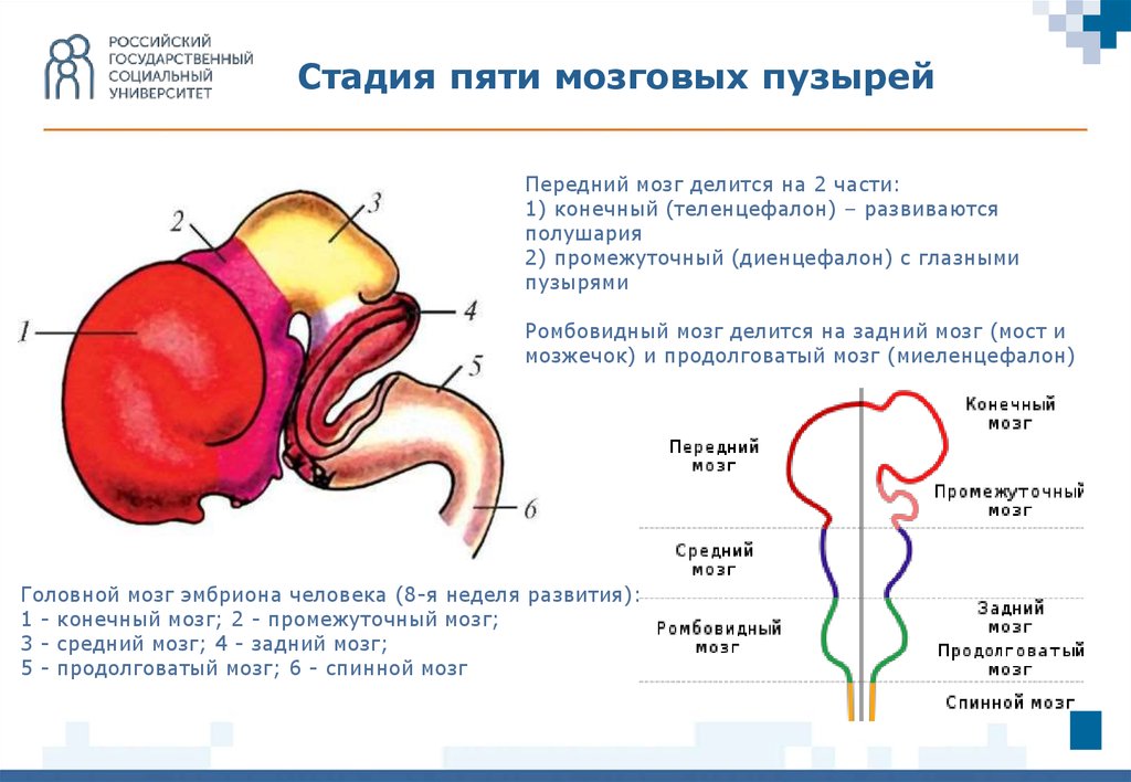 Стадия пяти мозговых пузырей. Стадия развития 5 мозговых пузырей. Головной мозг эмбриона на стадии 3 и 5 пузырей. Развитие отделов головного мозга стадия трех пузырей. Отделы головного мозга на стадии 5 мозговых пузырей.