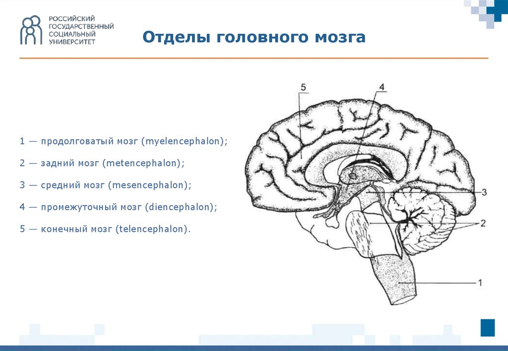 Какие отделы включает головной мозг. 1 Отдел головного мозга. 5 Отделов головного мозга рисунок. Отделы головного мозга 1-продолговатый. Продолговатый задний средний промежуточный конечный мозг.