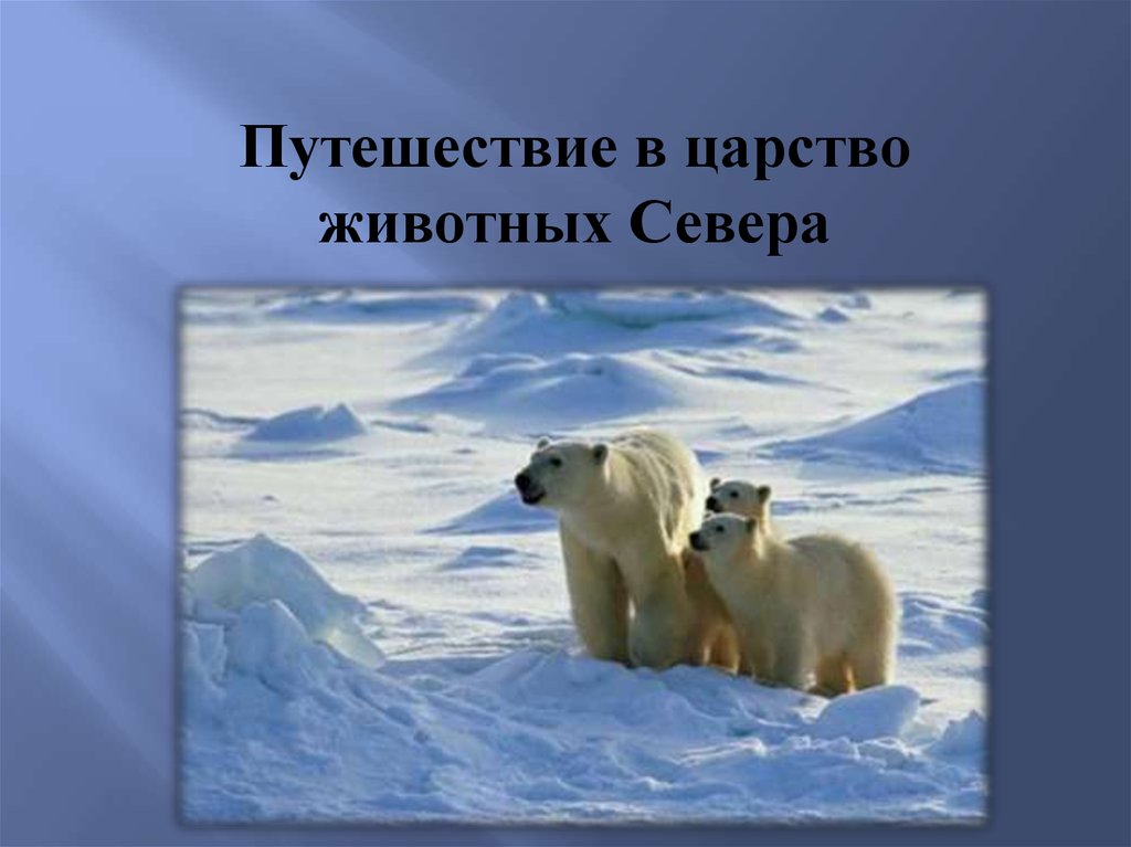 Природа умеренных и полярных поясов